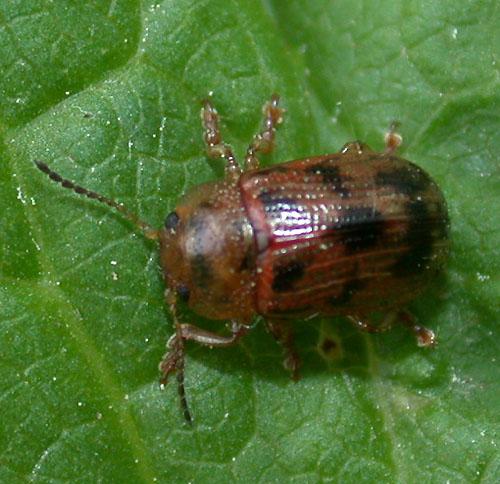 Gonioctena sp.