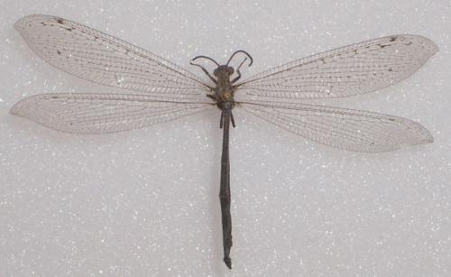 Réf. 14 054 : Creoleon corsicus