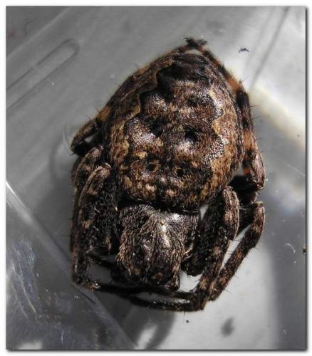 Réf. 14 862 : Nuctenea umbratica