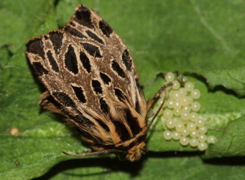 Ocnogyna parasita