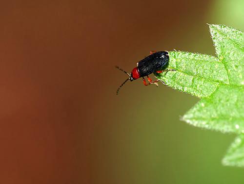 Oulema sp.