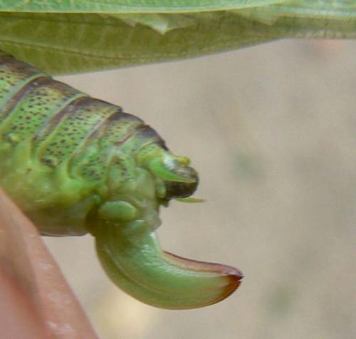 Phaneroptera nana