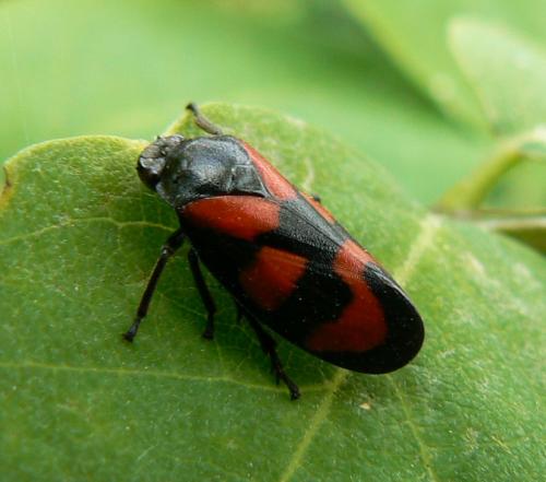 Cercopis vulnerata