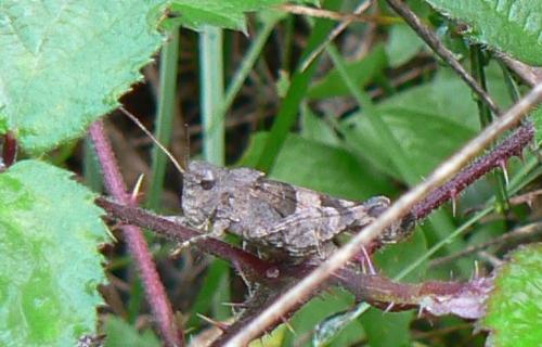 Oedipoda sp.