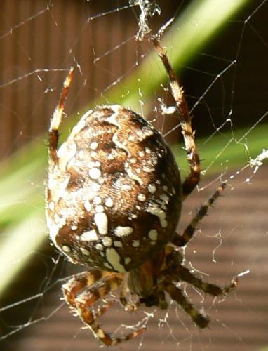 Araneus diadematus