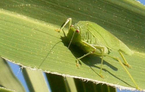 Phaneroptera nana