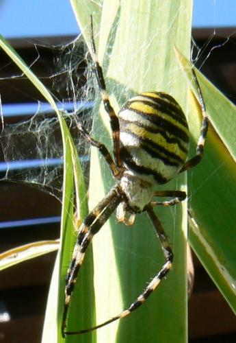 Réf. 14 158 : Argiope bruennichi