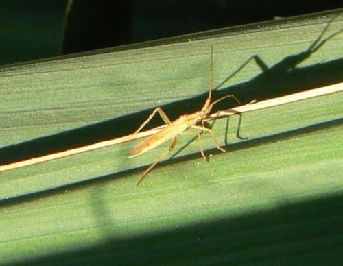 Stenodema sp.