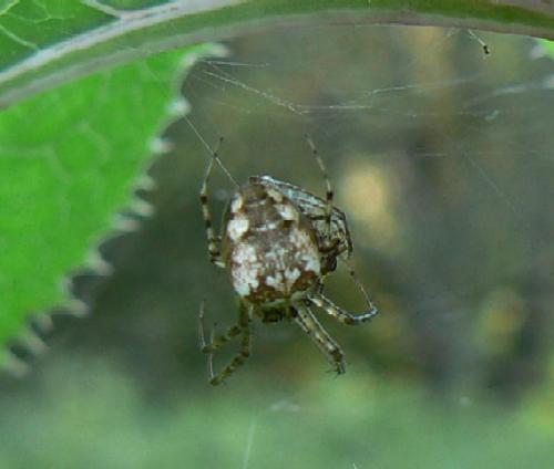 Metellina segmentata