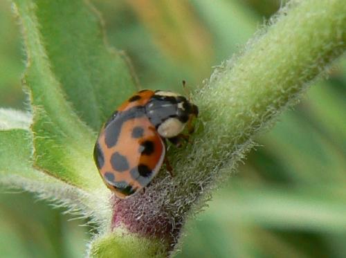 Harmonia axyridis