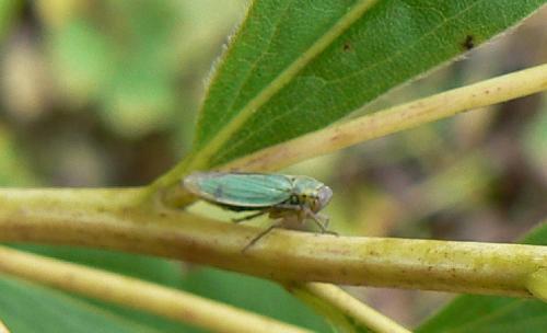 Cicadella viridis