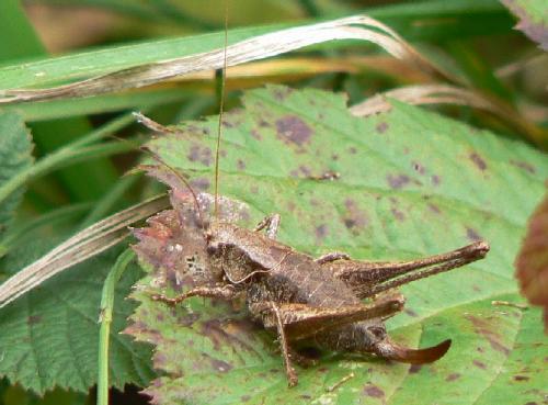 Pholidoptera griseoaptera