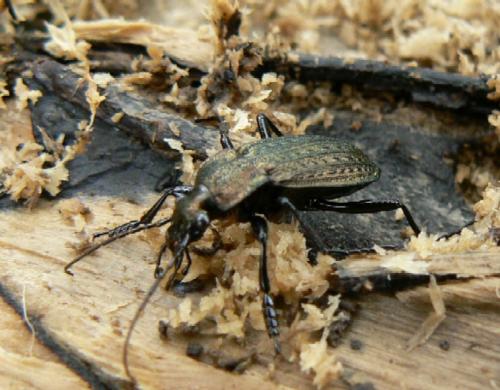 Carabus granulatus