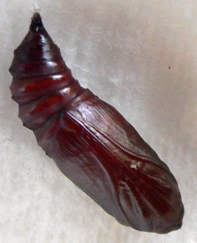 Réf. 14 867 : Abrostola sp.