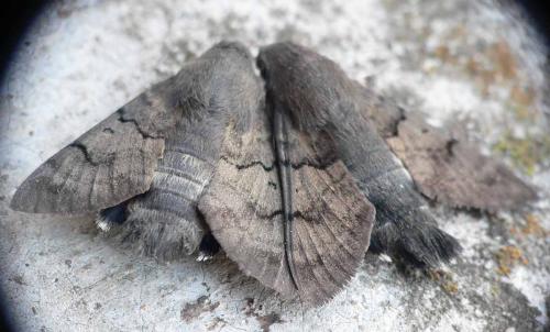 Macroglossum stellatarum
