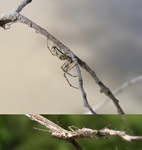 Tetragnatha sp.