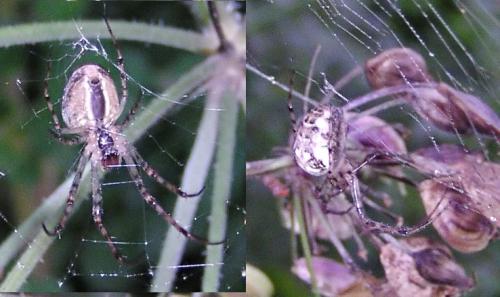 Metellina sp.
