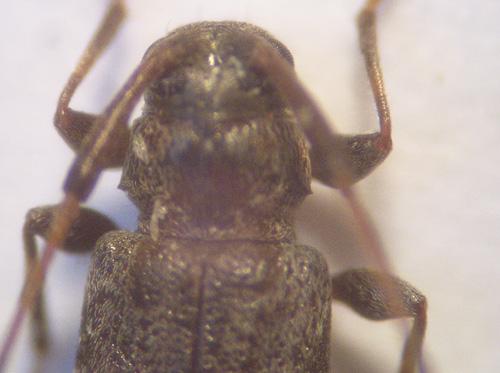 Leiopus femoratus