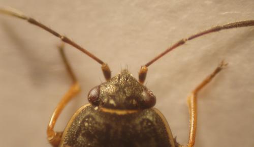 Réf. 14 413 : Trapezonotus ullrichi