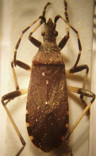 Dicranocephalus medius