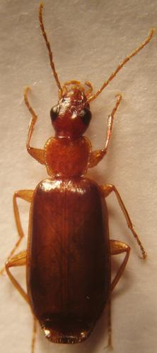 Dromius angustus