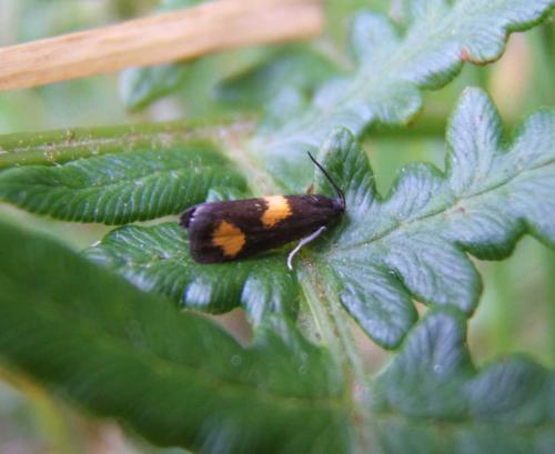 Pammene aurana