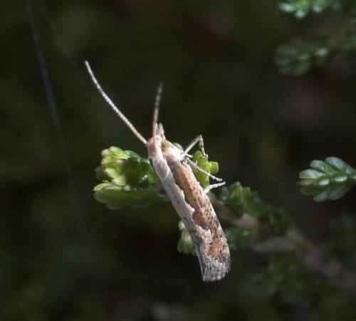 Réf. 14 942 : Plutella xylostella