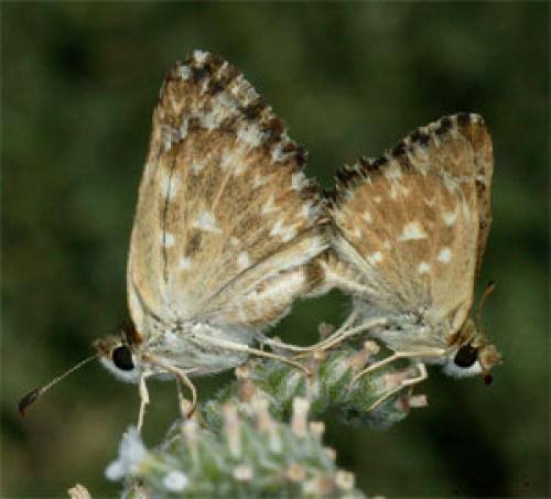 Carcharodus alceae