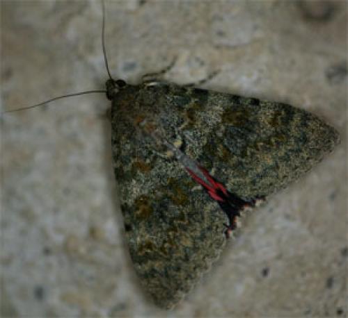 Réf. 14 655 : Catocala elocata