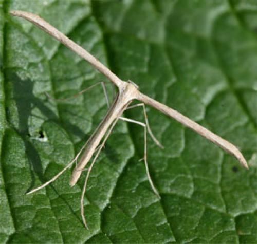 Réf. 14 707 : Emmelina monodactyla