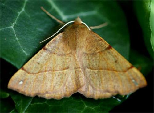 Colotois pennaria