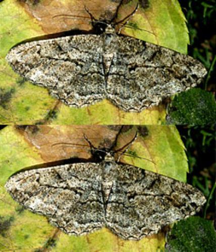 Peribatodes rhomboidaria