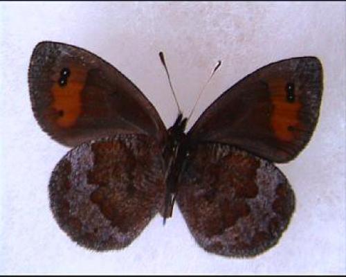 Erebia pronoe