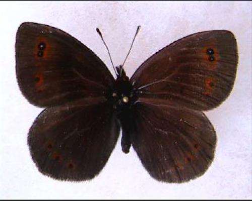 Erebia pronoe