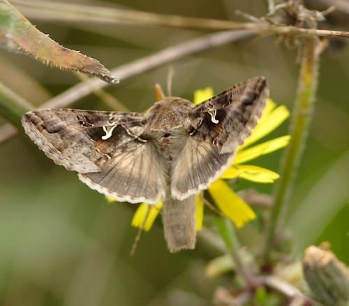 Autographa gamma