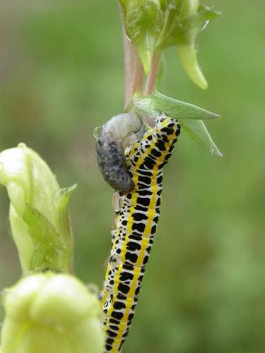 Calophasia lunula