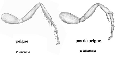 Indéterminé