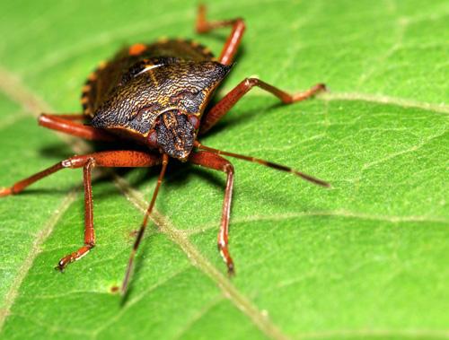Pentatoma rufipes