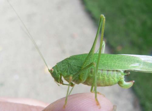 Phaneroptera nana
