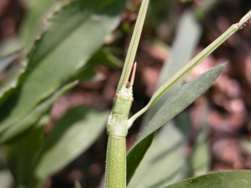 Clonopsis gallica