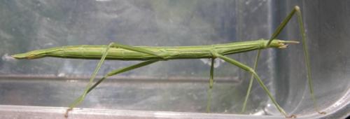 Réf. 14 798 : Clonopsis gallica