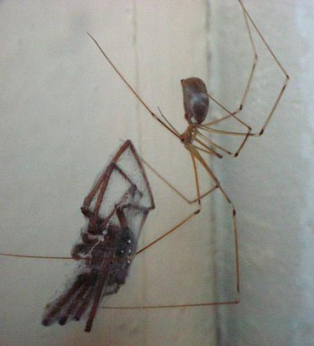 Pholcus phalangioides