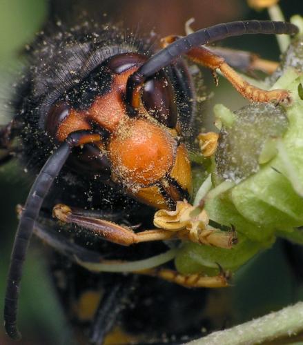 Vespa velutina