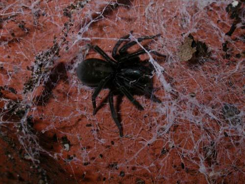 Réf. 14 602 : Amaurobius sp.