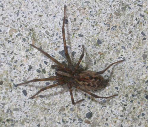 Réf. 14 708 : Tegenaria sp.