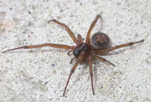 Réf. 14 710 : Steatoda nobilis