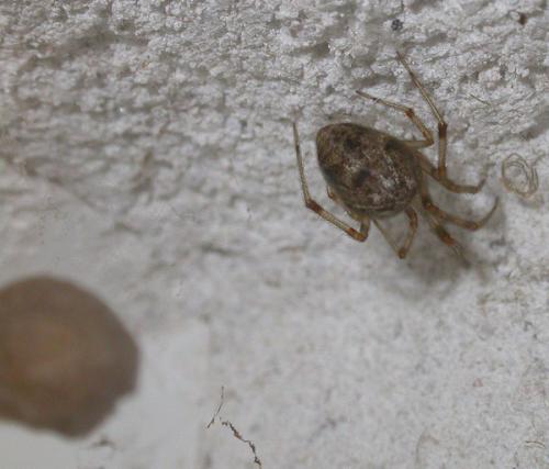 Réf. 14 715 : Parasteatoda tepidariorum