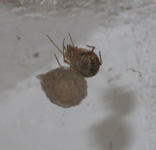 Réf. 14 712 : Parasteatoda tepidariorum