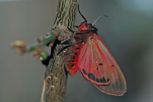 Phragmatobia fuliginosa