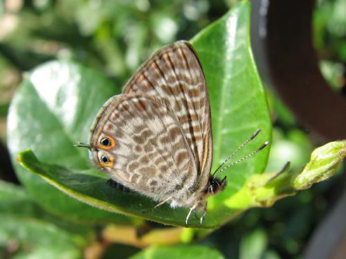 Leptotes pirithous
